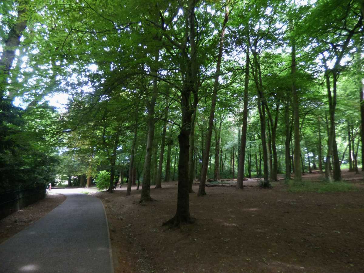 Return to the Warley Woods in June 2020