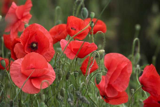 75 wonderful photos of Poppies on this very special day - the 75th anniversary of D-Day!